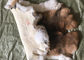 Van de Toebehorenrex van de laagvoering van de het Konijnhuid Vlotte Natuurlijke Bruine Kleur 25*35cm leverancier