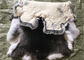 Het witte Pluizige Bont van de het Konijnhuid van Harenrex verbergt Warme Comfortbale voor Kledingstukken leverancier