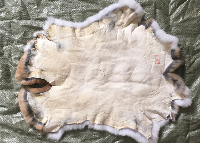 Het echte Jasjeskonijn voor de Winter werpt, 22*30cm Witte Konijnhuiden 